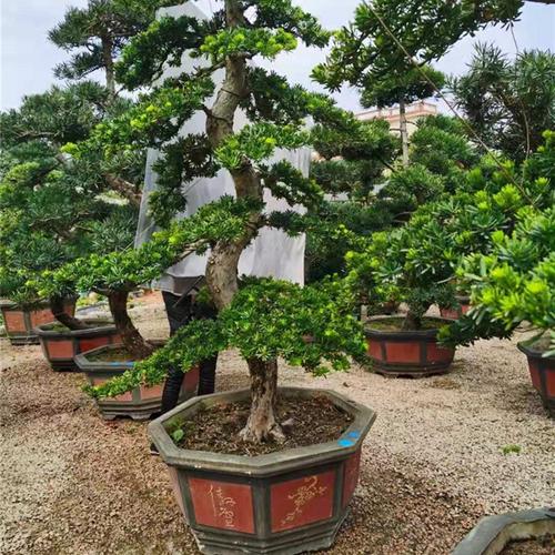 k大树盆景金钻容汉松大型绿植非常罗易迎客树q含盆室外松桩庭院别