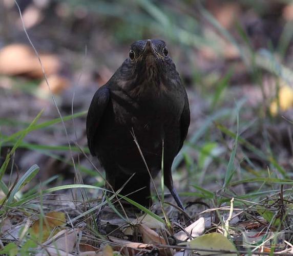 [原创]警觉的乌鸫 - 林鸟版 鸟网