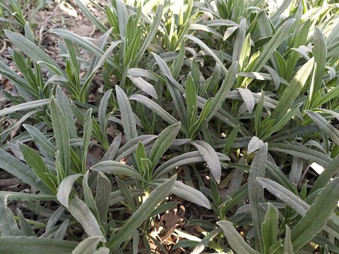 面条菜新鲜带箱5斤山东省特产农家现挖现发野菜面条棵蒸菜柳叶菜