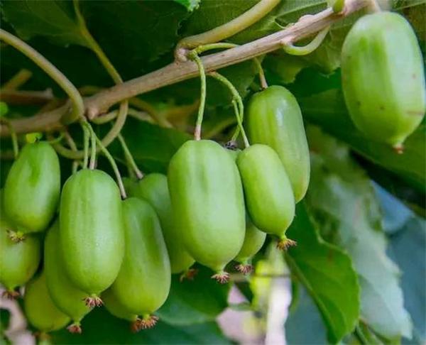 (软枣猕猴桃果实图)