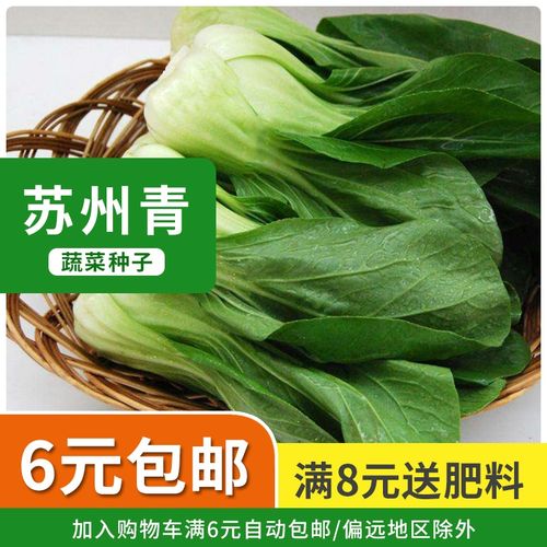 苏州青种子四季播小油菜小青菜秋季种阳台盆栽夏季