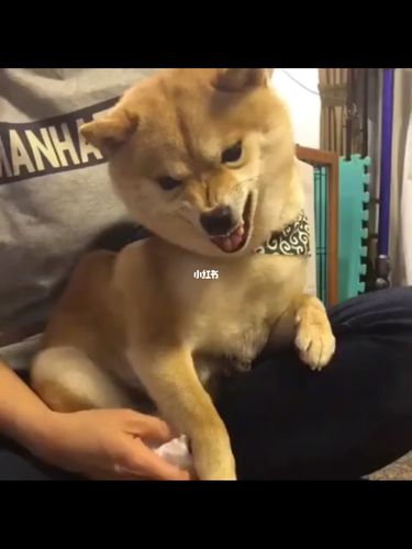 不乐意擦爪子的柴犬_柴犬_上海自由行热门攻略_宠物_狗