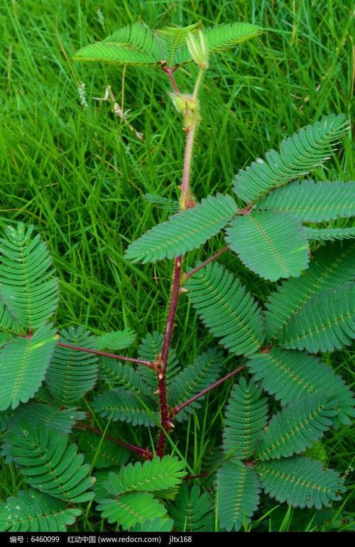 的时候)与含羞草的区别:合欢树小苗的嫩径是光滑的,含羞草的茎上有刺