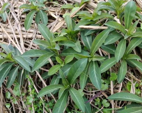 田野百草 星宿菜 别名:假辣蓼 泥鳅菜 红根草 红气根 红七草 金鸡脚
