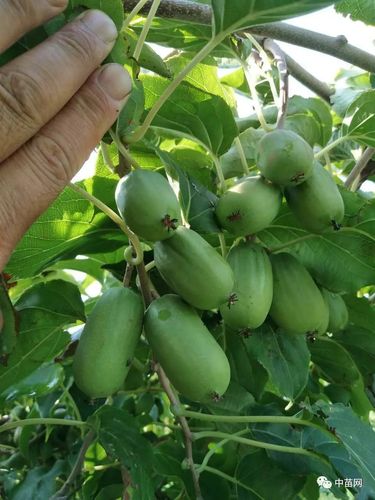 特色果树:红佳丽(软枣猕猴桃)红皮红肉 果个匀称 果面