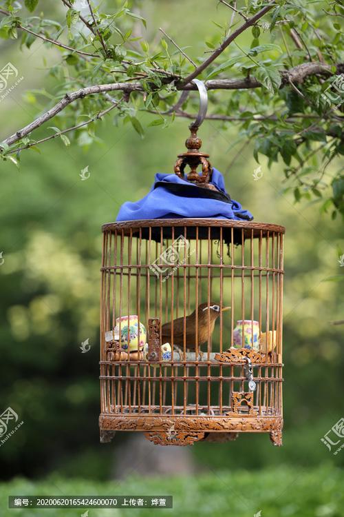 笼子里的鸟