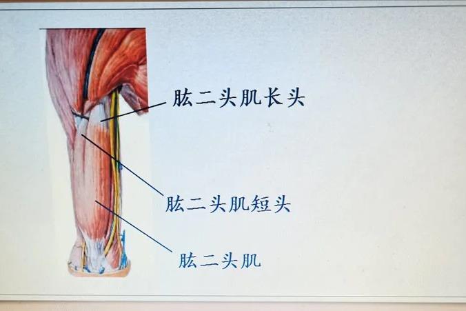 肱=头肌.喙肱肌,第三头肌.坚脊肌.:腰胳肋肌.颈"髂肋肌胸棘肌.