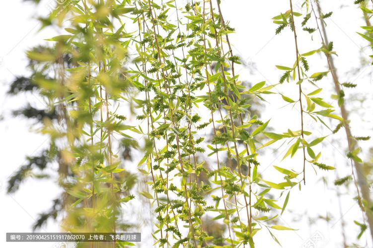 [正版商业] 垂柳