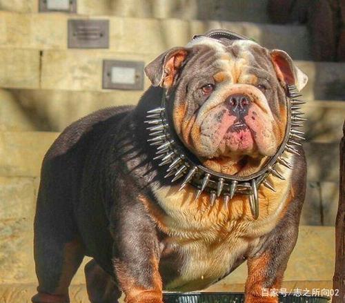 比特犬和恶霸是同一个品种吗?他们太不一样了