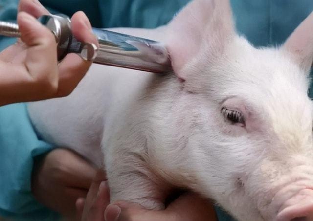 猪流行性感冒用什么药效果好?