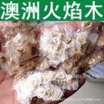 林木种子新采正宗澳洲火焰木种子火焰树种子苞萼木种子进口火焰木