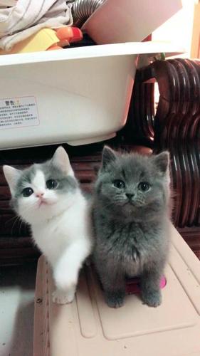 布偶,蓝猫,渐层,出售,借配