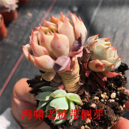 552多肉植物批发基地直销贵货 海啸老桩带侧芽10cm盆裸根发货