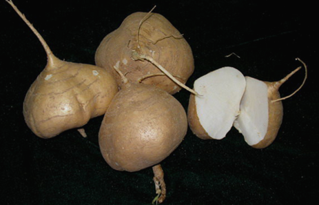 凉薯的功效与作用