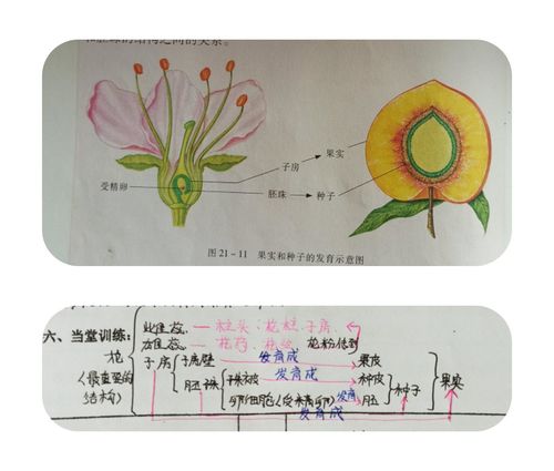 花瓣,雄蕊以及雌蕊的柱头和花柱一般会逐渐衰败凋落,雌蕊的子房则会