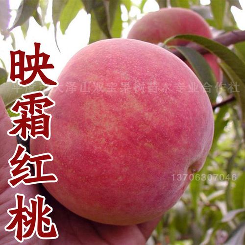 山东 嫁接晚熟特大 映霜红桃树苗北方南方种植冬桃雪桃新品种果树