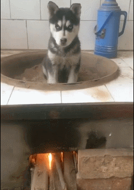 奇葩主人把小二哈放到锅里给煮了?