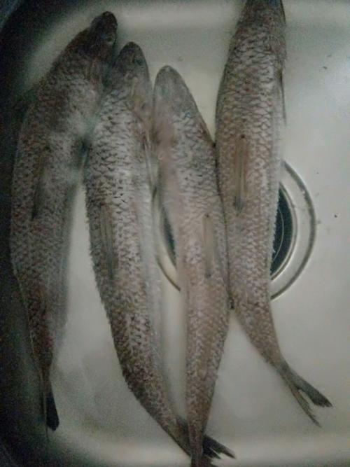 香煎九母鱼的做法