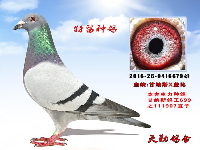 $10,000环 号:2016-26-0416679性 别:雄目 录:甘纳斯鸽王699人 气:722