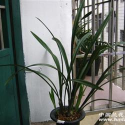 宽叶龙岩素带3芽f107 - 中国兰花交易网