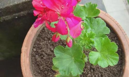 天竺葵"散漫无型"?用上3个方法,不但株型优美,开花还格外多