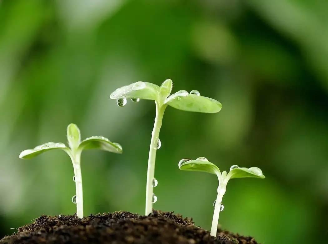 春暖花开,嫩芽破土而出,充满生机,充满希望.