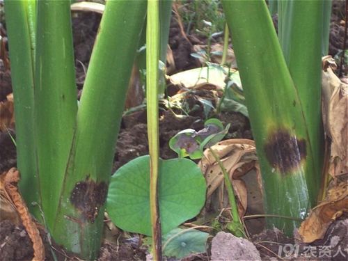 非常严重的芋头病害高清图片