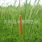 香蒲价格