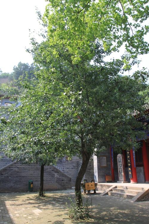 甘棠树