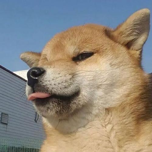 这次的微信头像,舒服了