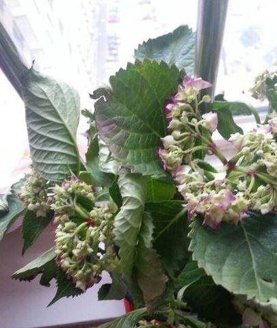 绣球花|光照|根系