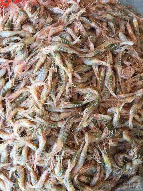 传说中的红芒子,有木有觉得名字怪怪的呢!