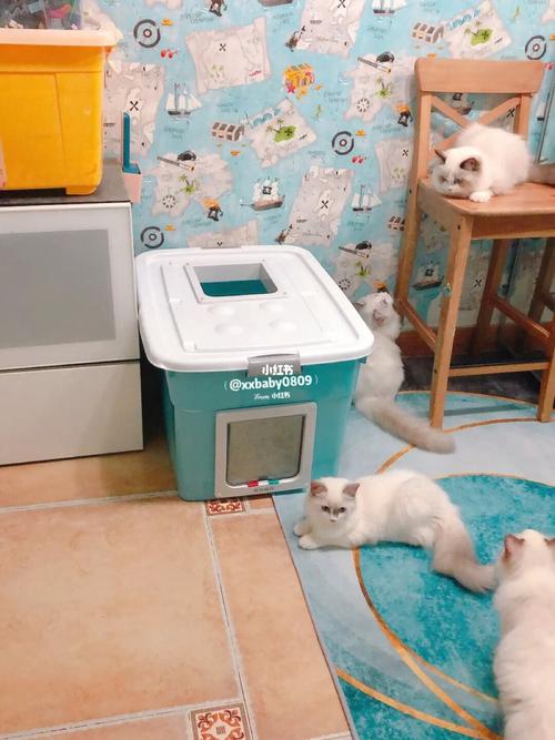diy猫厕所,就算成功了吧09_diy_猫砂_手工制作_布偶