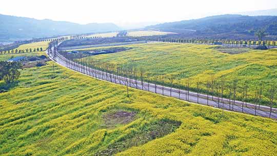 油菜花开了 数万市民登广阳岛赏花海