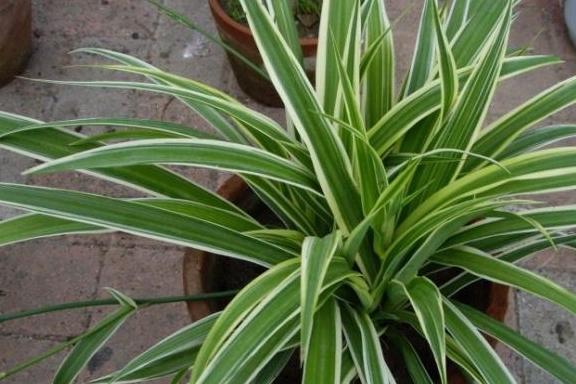 金边吊兰这样养,叶片透亮两指宽,新芽猛冒还开花,轻松爆盆!