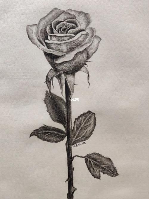 玫瑰花素描_素描_玫瑰花_花卉_素描花卉_兴趣爱好_绘画