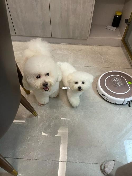 标体比熊和小体比熊体型差距_比熊_宠物_狗_晒狗