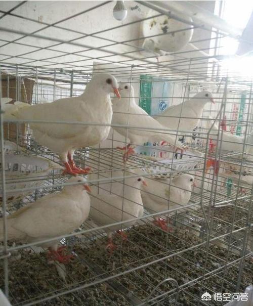 深圳6平米鸽子笼农村平房顶上大量养鸽子怎么设计平房