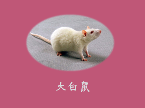 大白鼠