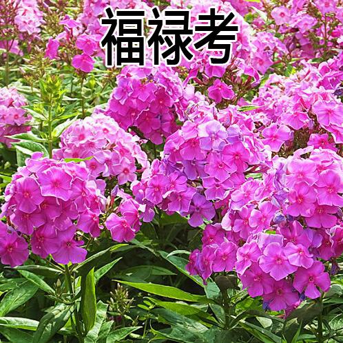 福禄考种子星花四季播种鲜花花海道路 室内阳台盆栽易