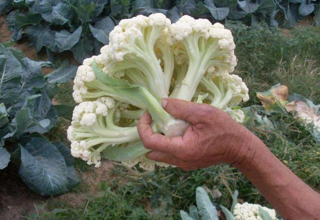 买花菜时松散型和紧实型哪种好菜农告诉你区别别再买错了