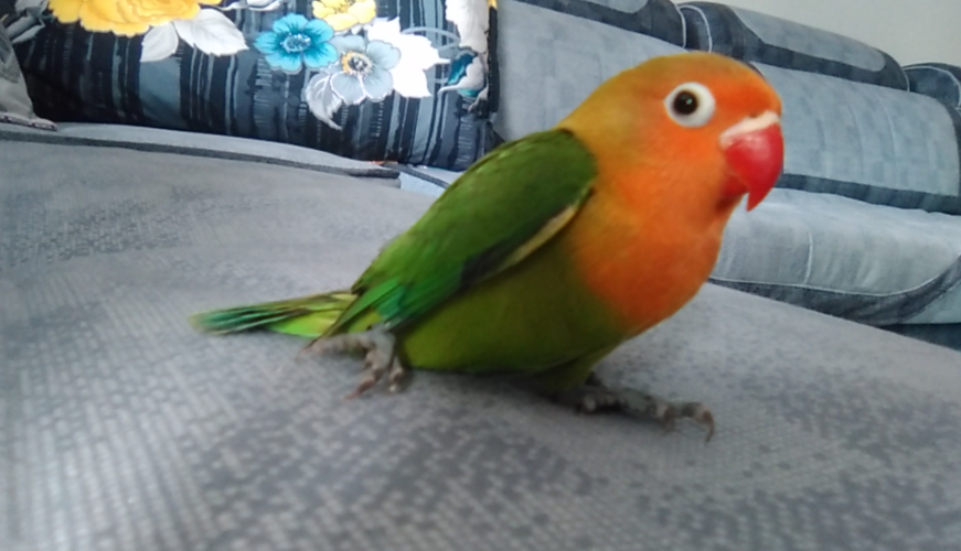 对"啥都吃"的牡丹鹦鹉可别乱喂,辣椒,巧克力这是鸟能吃的吗