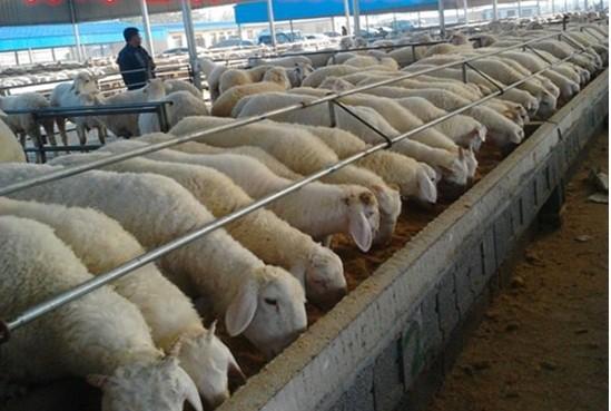 哈尔滨市哪里有出售肉山羊的养殖场
