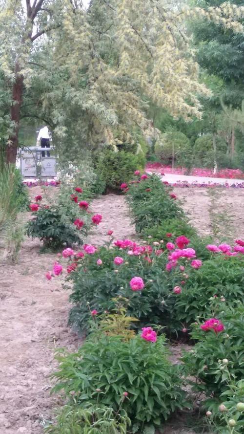 酒泉市鲜花满地