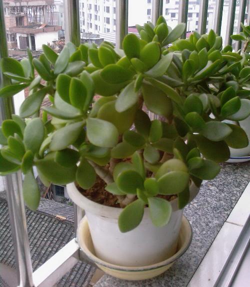 谁知道这什么花