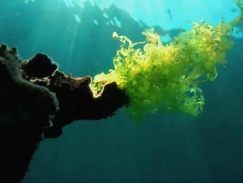 如今的裙带菜都是养殖