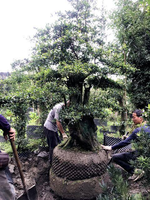 金弹子-异性金弹子盆景-成都盆景基地_名川园艺场