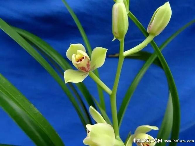 夏天建兰请欣赏青神梅