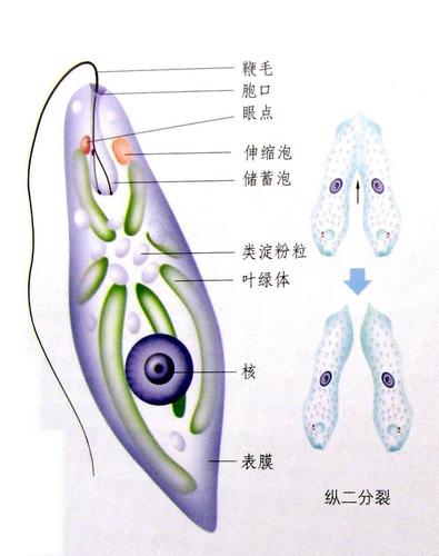 生活在水塘中的"眼虫",究竟是动物还是植物?