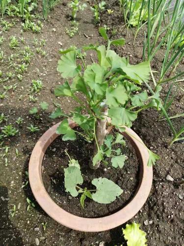 樱桃树苗终于发芽了,发现被网购欺骗啦